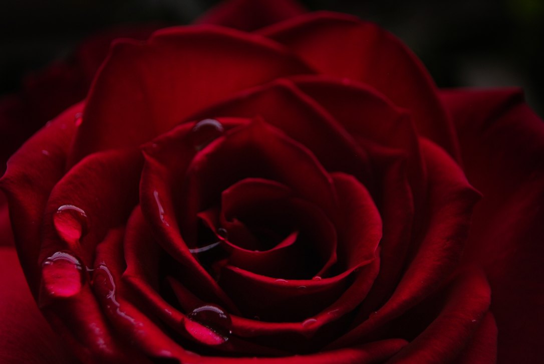 dorota-dylka-416538-unsplash