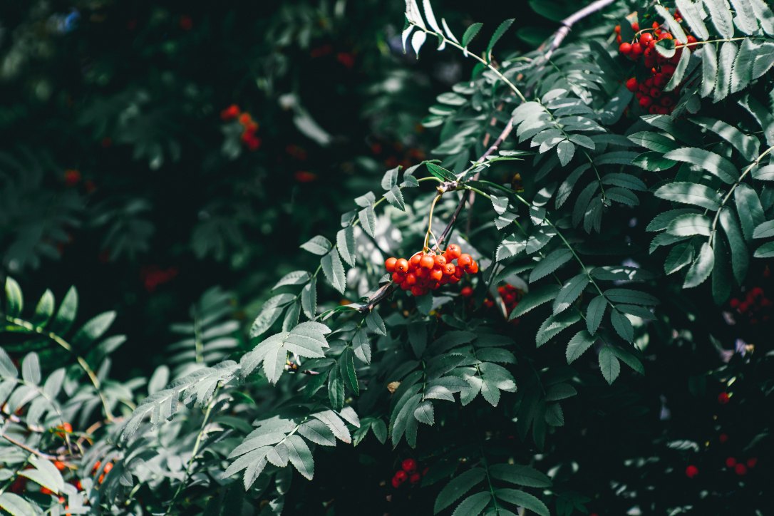 ant-rozetsky-398235-unsplash